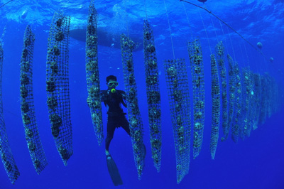 Tahitian Pearls Tahitian Black Pearls Pearl Farm