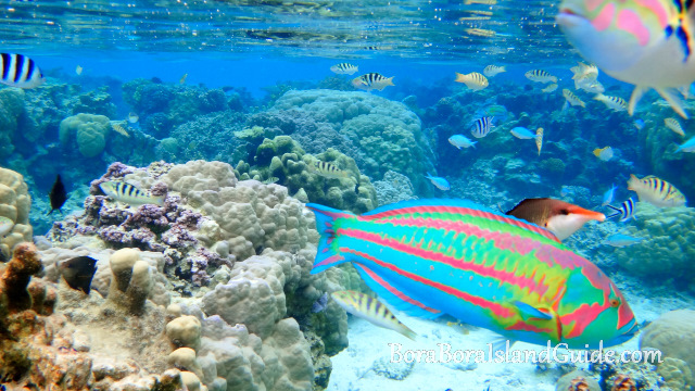 Colorful fish snorkeling Bora Bora