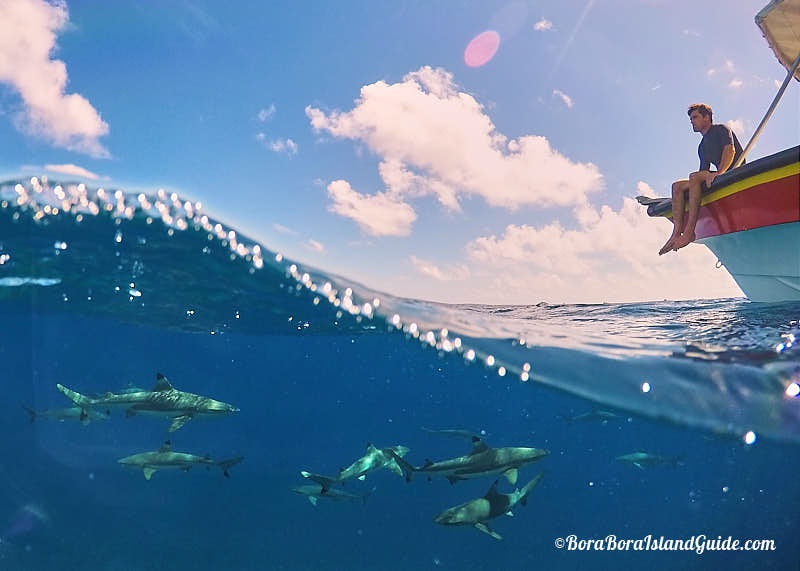 under water view of sharks swimming in the pacific ocean outside of Bora Bora with boat above