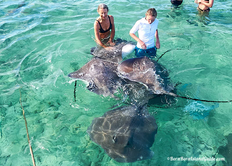 feeding stingrays in bora bora lagoon