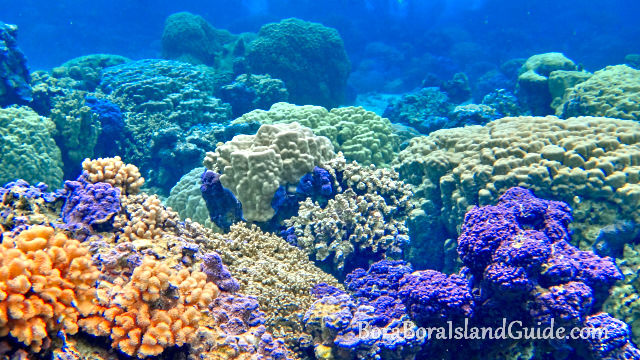 snorkeling Bora Bora