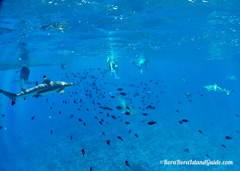 snorkeling in bora bora with lemon sharks
