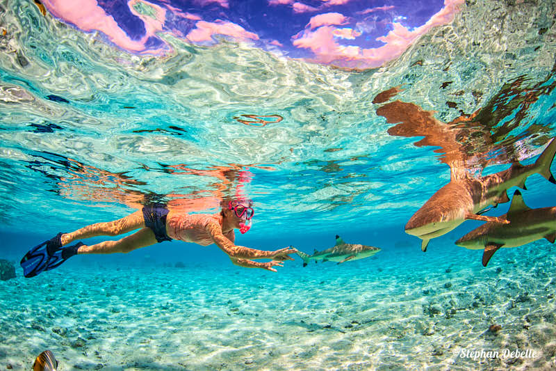 woman swimming with black tip reef sharks in Bora Bora