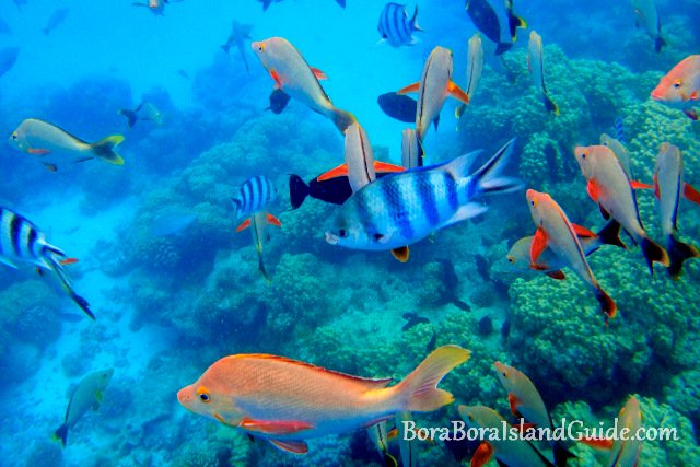 snorkeling The "Aquarium" in Rangiroa